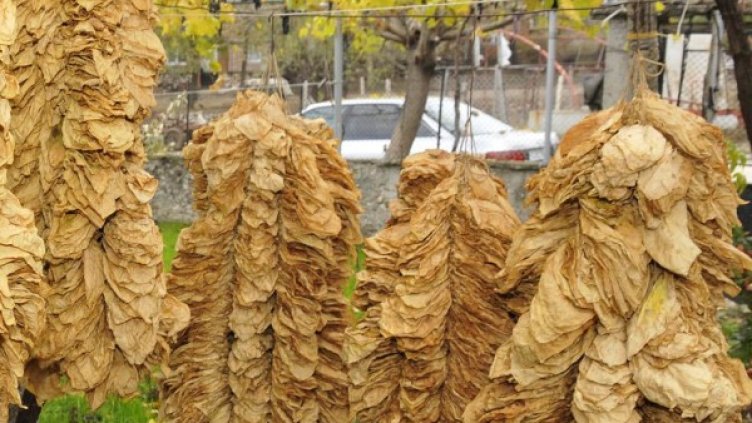 Снимка: Булфото, архив