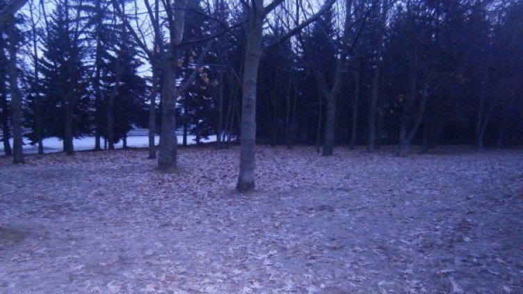 Протестиращи пред портите на резиденцията. Снимка: Коалиция за устойчиво развитие
Дърветата в парка. Снимка: Коалиция за устойчиво развитие