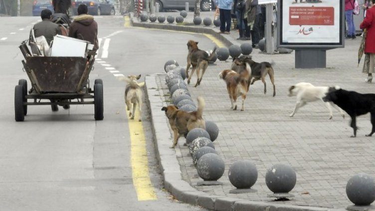 Снимка: Булфото