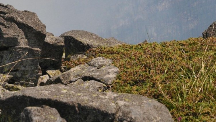 Снимка: Булфото, архив