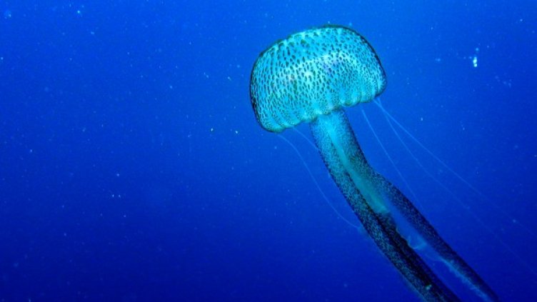 Дронът е изключително малък и лек. Снимка: архив Ройтерс