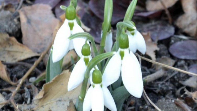 Снимка: Булфото