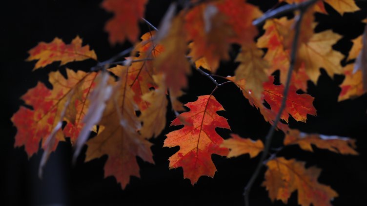 Снимка: архив, БГНЕС