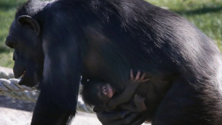 Окситоцинът действа и на връзката между майка и дете. Снимка: архив Reuters