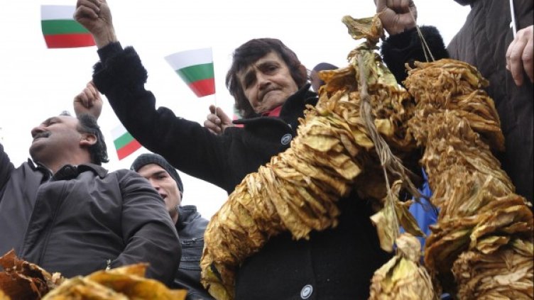 Тютюнопроизводителите отново готвят протести. Снимка: архив, БулФото