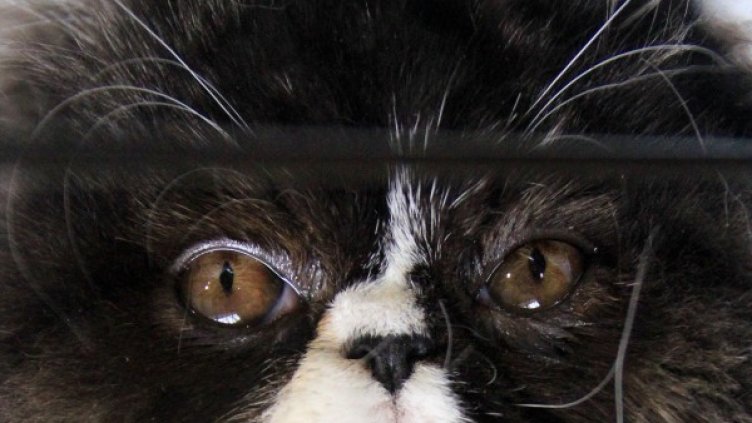 Архив: Булфото