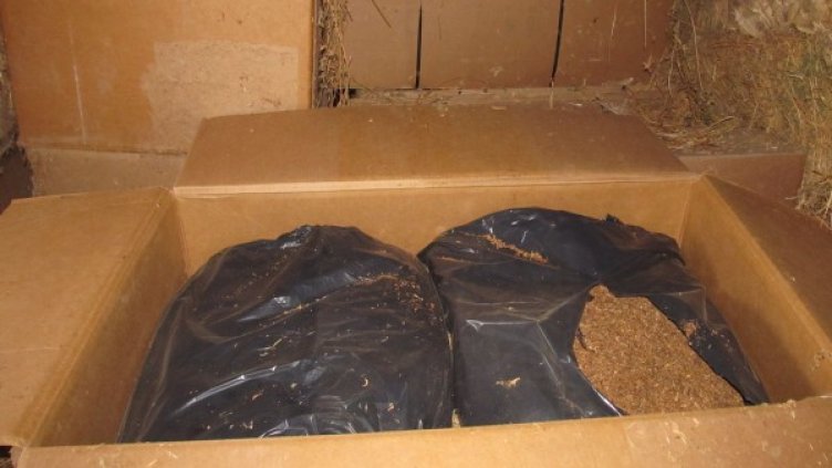 Откритият тютюн във великотърновското село Ресен. Снимка МВР