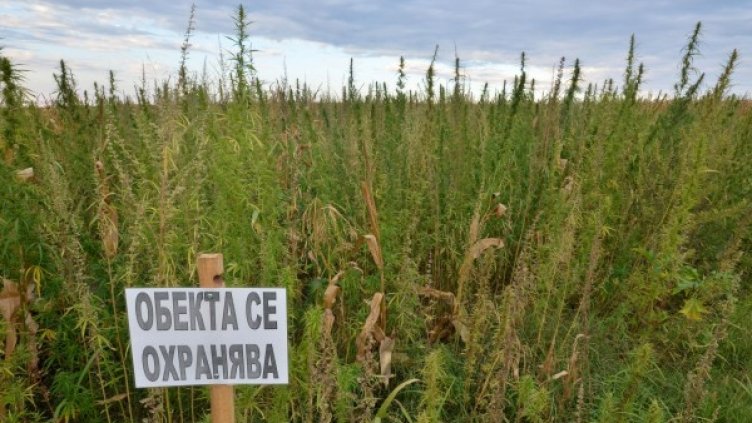 Снимка: архив, Булфото