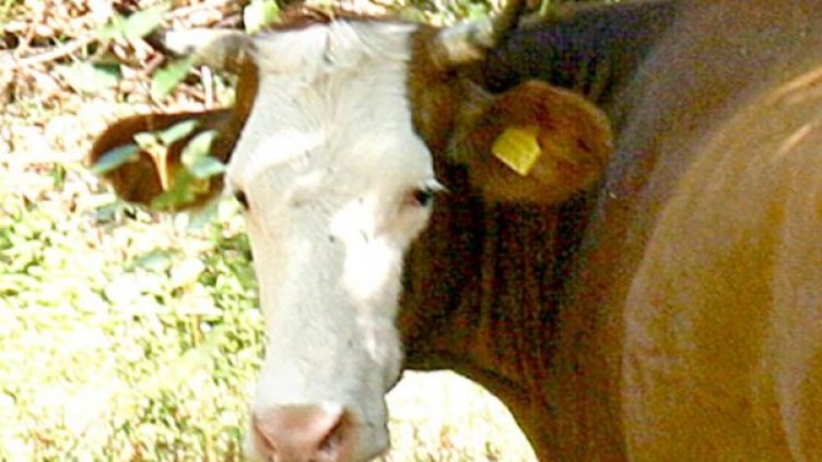 Снимка: архив, Булфото