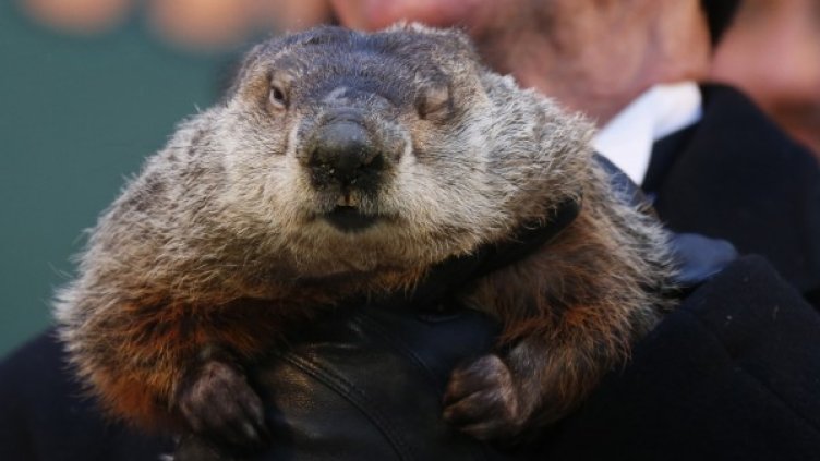 Мармота Фил. Снимка: Reuters