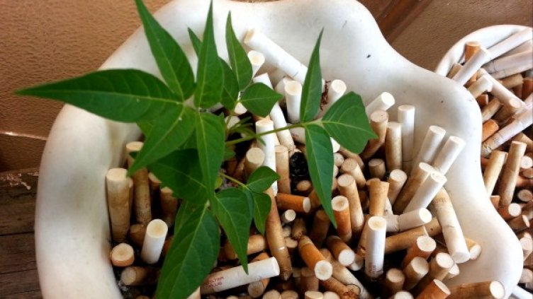 Снимка: Impact Press Group