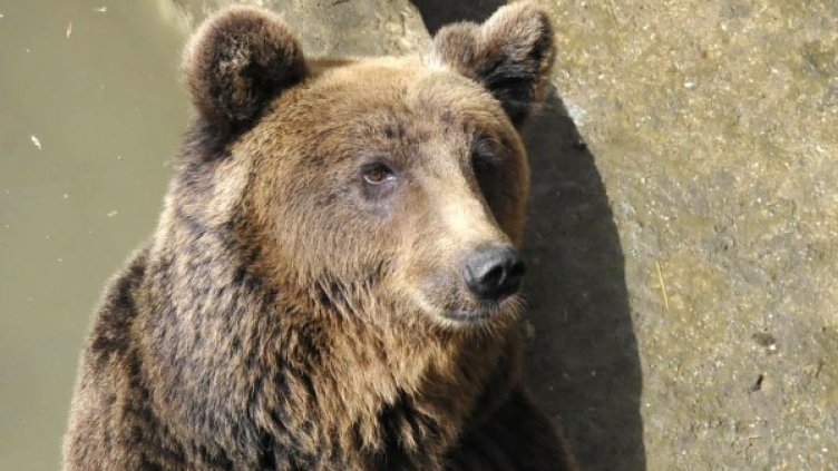 Снимка: архив Булфото