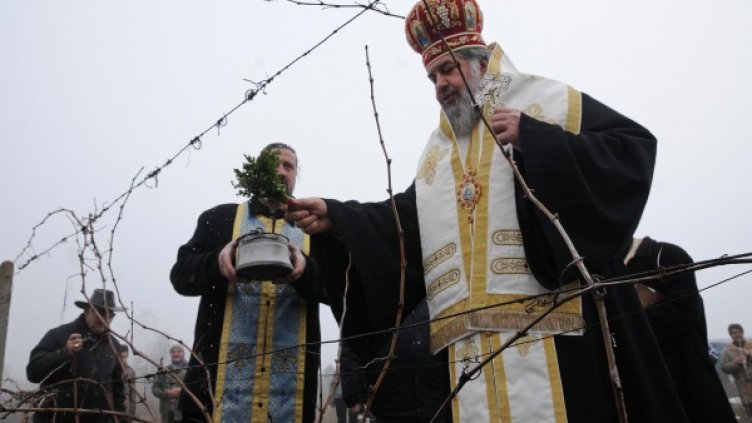 Зарязване на лоза. Снимка, архив Булфото