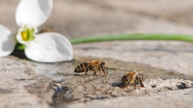 Снимка: Булфото