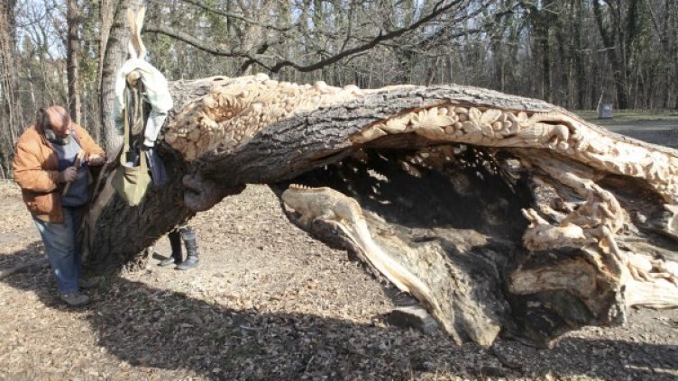 От сухо дърво &ndash; цветенца, костенурки, гущерчета...