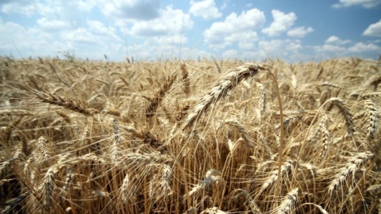 Снимка: Булфото