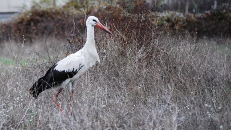 Снимка: Булфото, архив