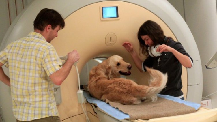 Едно от кучетата, включени в изследването. Снимка: Reuters