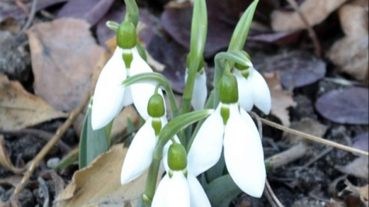 Архив: Булфото