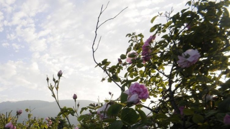 Снимка: архив, Булфото