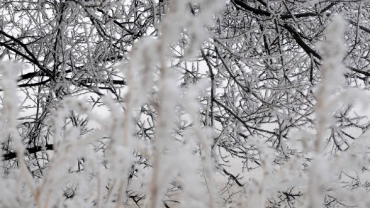 Снимка: Булфото