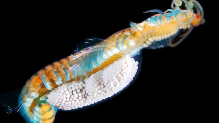 Чудати мекотели бродят по океанското дъно