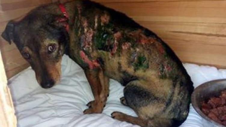 Любчо. Снимка: мРепортер