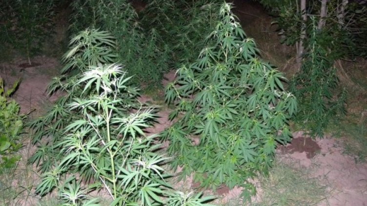 Снимка: Булфото, архив