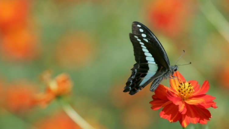 Красотата на пролетта!