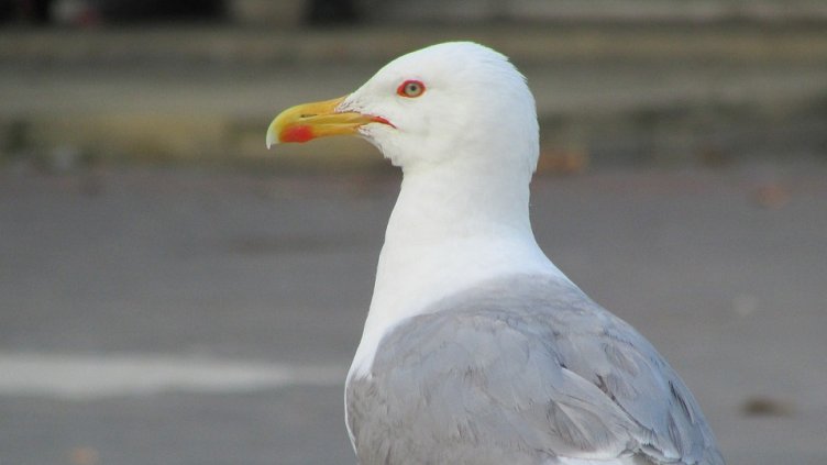 Снимка: Pixabay