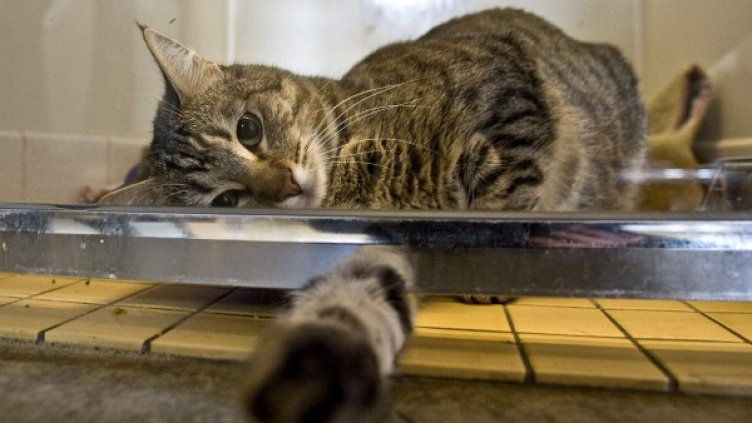 Снимка: Getty images/guliver photos