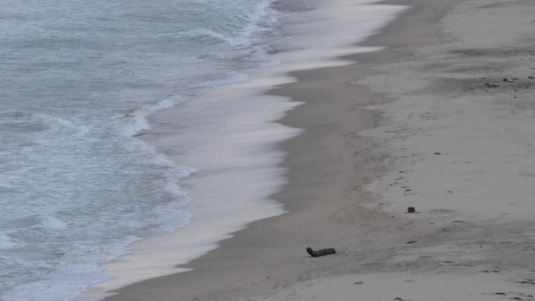 Архив: Булфото