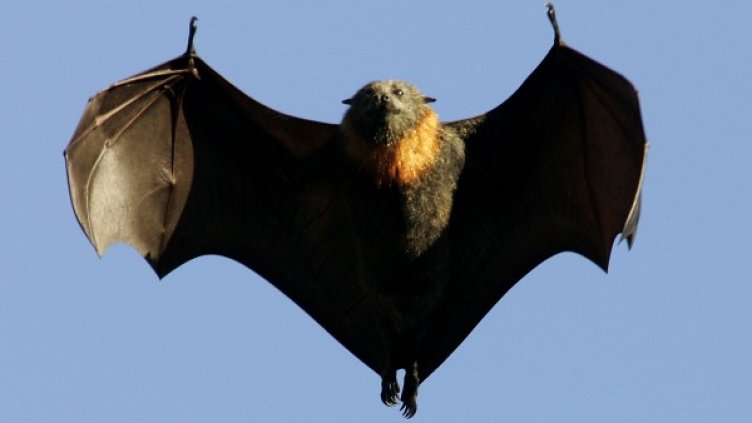 Снимка: Getty images/guliver photos