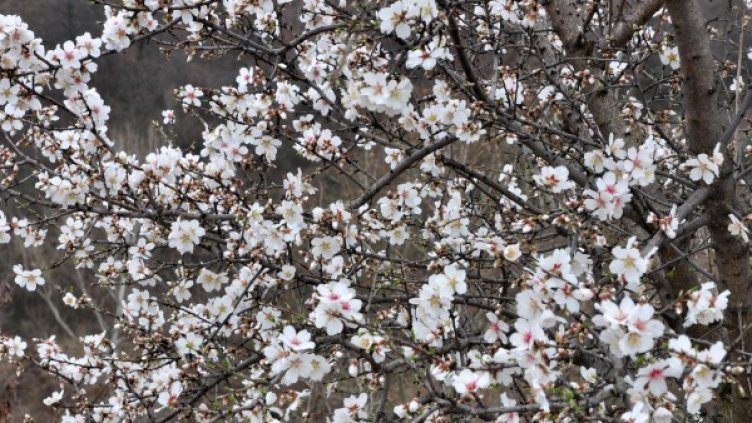 Снимка: Булфото