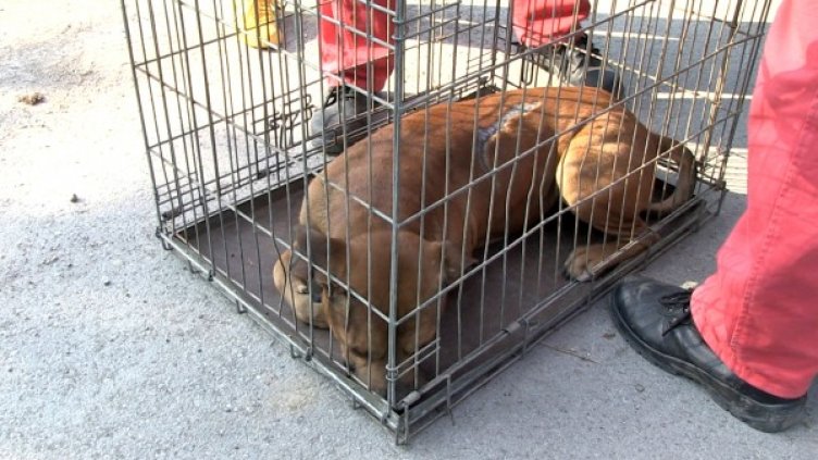 Едното от агресивните кучета. Снимка: БТА