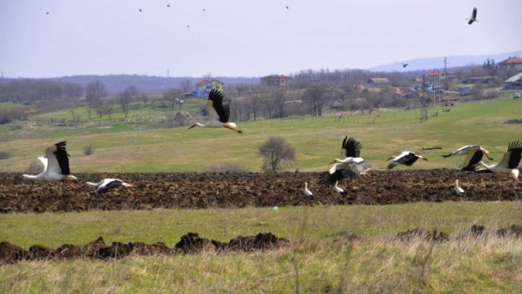 Снимка: Булфото