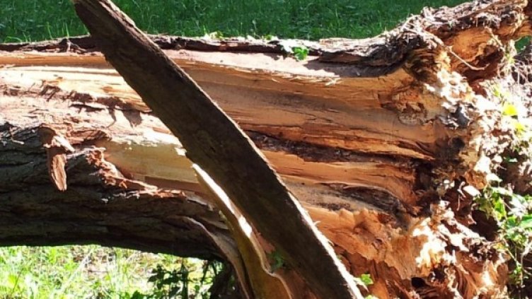 Снимка: архив, Булфото