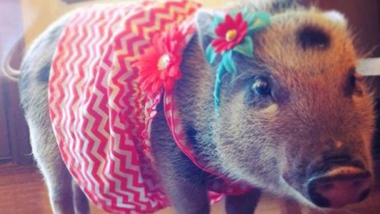 Снимка: Instagram