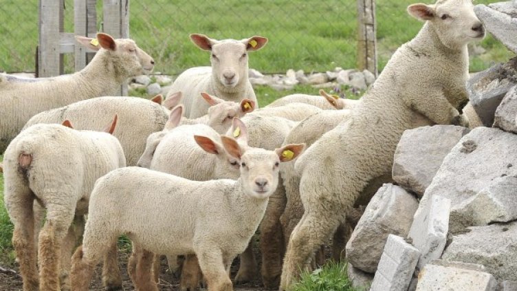 Архив: Булфото