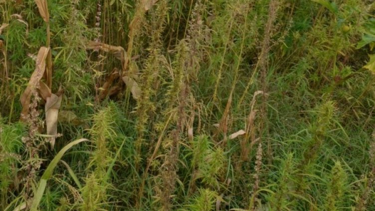 Архив: Булфото