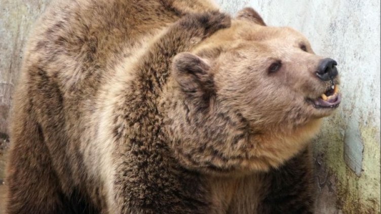 Снимка: архив, БулФото