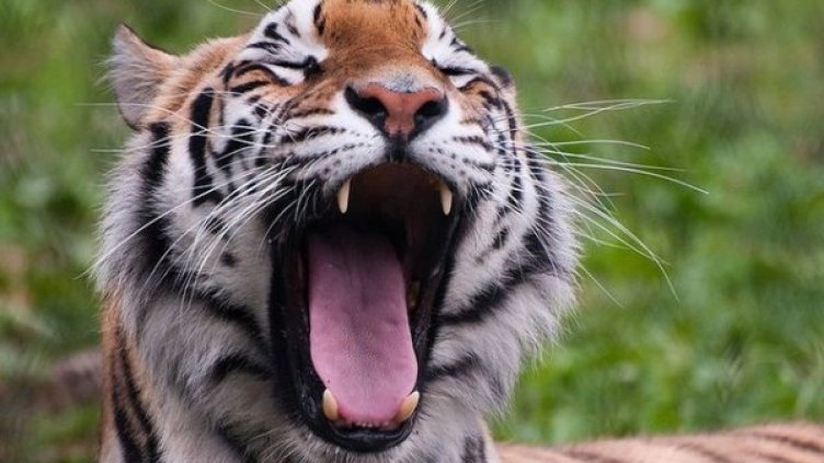 Снимка: Wikimedia Commons