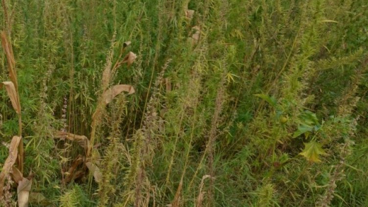 Снимка, архив Булфото