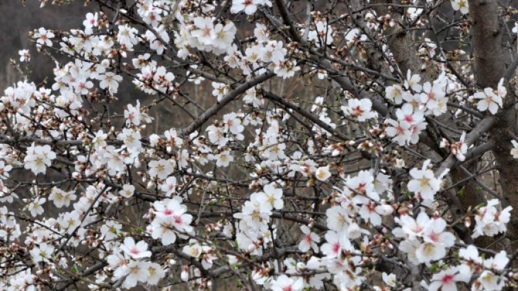 Снимка, архив Булфото