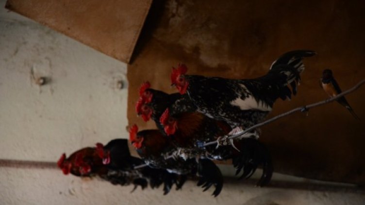 Снимка: Impact Press Group