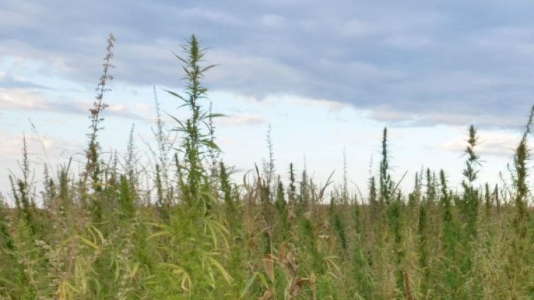 Снимка: Булфото, архив