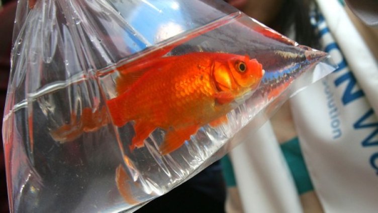 Снимка: Getty images/guliver photos