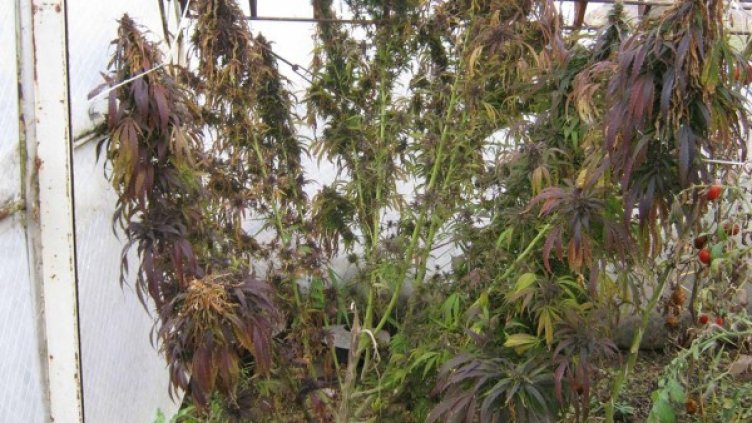 Снимка: архив,  Булфото