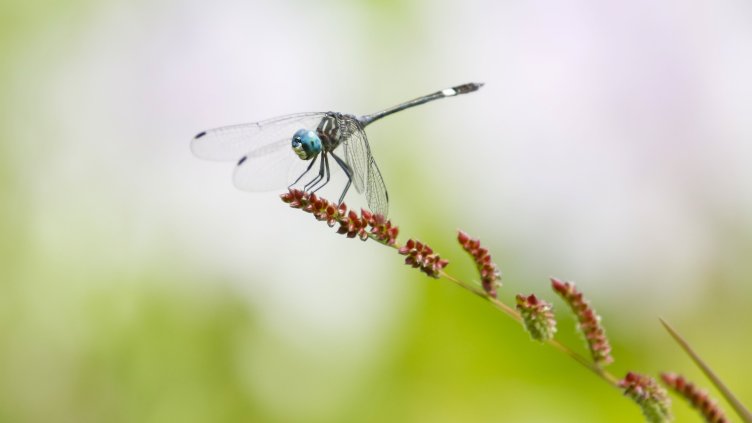 Снимка: архив, БГНЕС