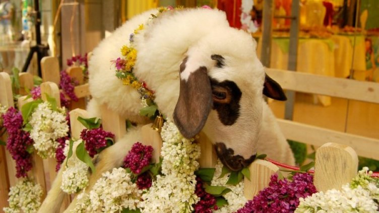 Снимка: Булфото